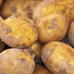 aardappelen horen bij de nachtschade