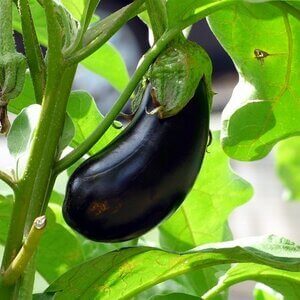 aubergine hoort bij de nachtschade