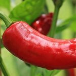 hete peper is een nachtschade