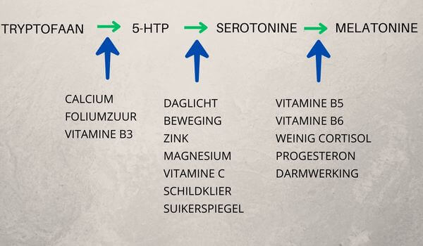 omzetting van tryptofaan naar melatonine