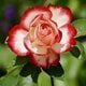 roos rood met wit